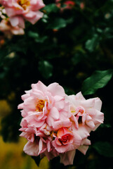 pink and white roses