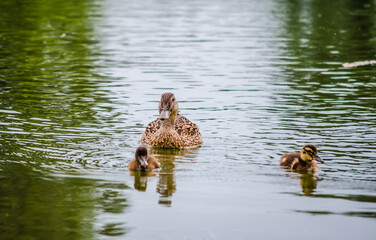 A duck with young ducks swims on the water in the tributary of the Danube River, Novi Sad, Serbia 