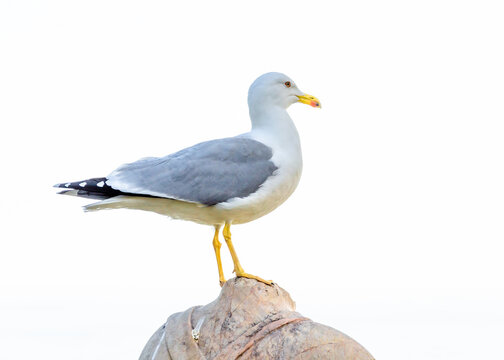A seagull sits on a rock on a white background.