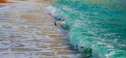 Naklejka premium A seagull over a sea wave near the shore.