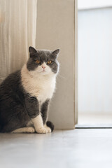 Cute British Shorthair cat, indoor shot