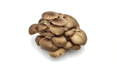 two mushrooms isolated on white