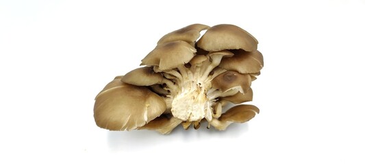 dried mushroom isolated on white background
