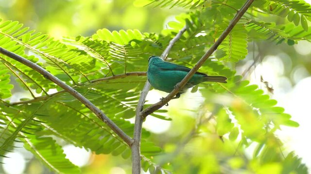 A male Green Honeycreeper jumps onto a branch in the rain forest, Chlorophanes spiza 