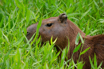 Capybara on grass