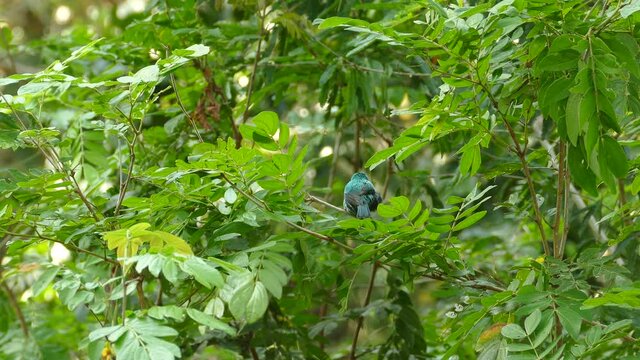 A male Green Honeycreeper sitting in a tree in a lush green rain forest, Chlorophanes spiza 