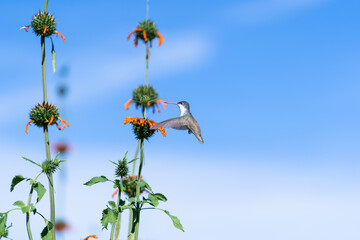 El colibrí se está acercando a la flor para alimentarse.  © jesuschurion57