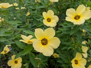 Damiana flower in the morning