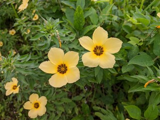Damiana flower in the morning