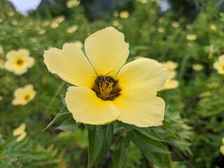 Bees look for Damiana flower nectar