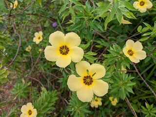 Fototapeta premium damiana flowers in the morning