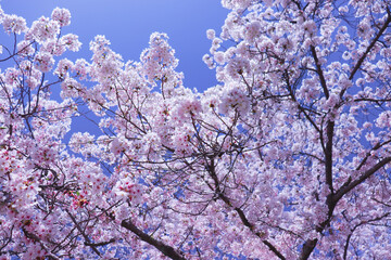 Japan Sakura