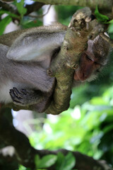 Fototapeta na wymiar Monkey on tree