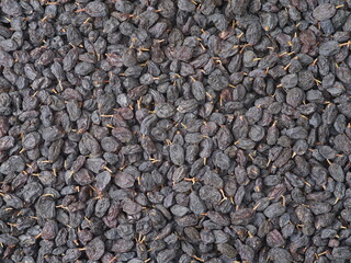 Black dried grapes  background