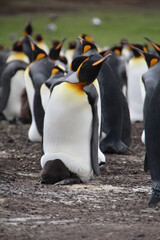 Obraz premium King Penguin and chick, Volunteer Point, East Falkland.