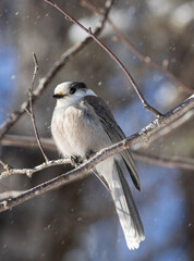 A Canadian Gray Jay (Perisoreus canadensis) in winter