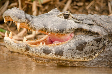 Alligator with mouth open in the water
