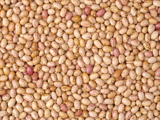 roman bean  background