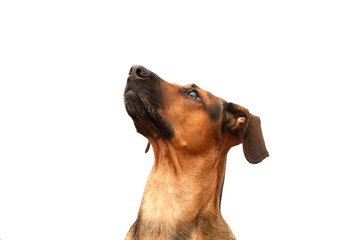 Side angle portrait of a Schiller hound hunting dog on a white background.
