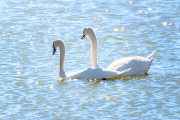 Two Graceful white Swans swimming in the lake, swans in the wild