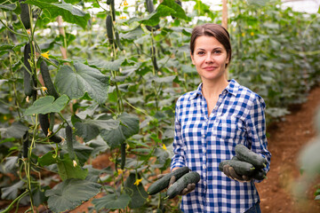 Naklejka na ściany i meble Portrait of smiling woman horticulturist with freshly harvested ripe cucumbers in farm hothouse