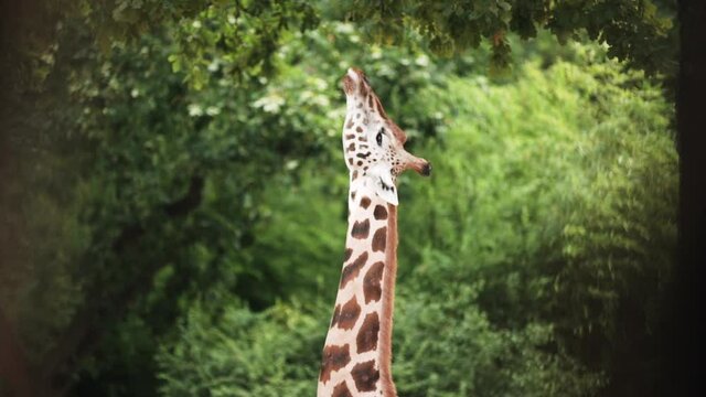 Giraffe trying to eat leaves