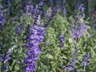 Close-up of purple lavender flowers in the field. Nature beautiful background