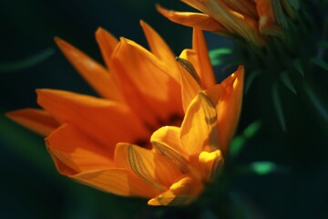 Fototapeta premium Orange flower closeup