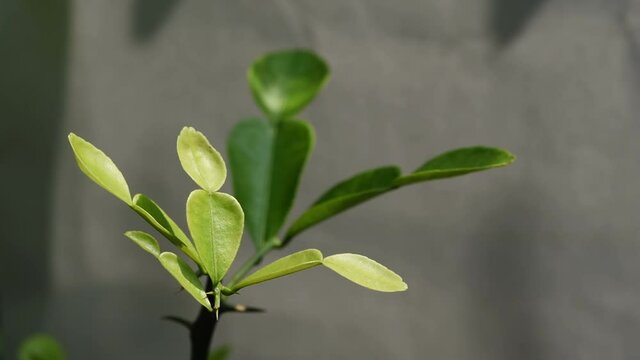 kaffir lime leaf in vegetable garden