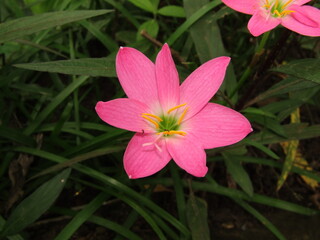 beautyfull pink flower