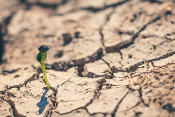 Young tree that is born from a plant that is growing.