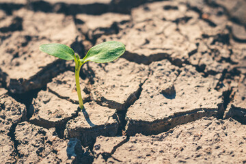 Young tree that is born from a plant that is growing.