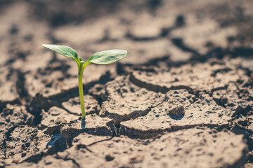 Young tree that is born from a plant that is growing.