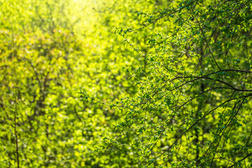 Fototapeta premium Green bushes with young leaves in the sunset