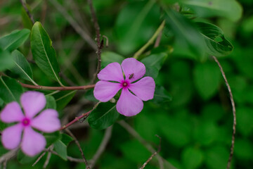 Beautiful flower with bright and lovely colors