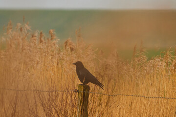 The crow sits on the fence