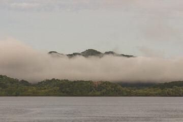 Neblina cubriendo el medio del bosque