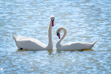 Mating games of a pair of white swans. Swans swimming on the water in nature. Valentine's Day background