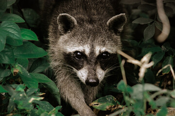 Mapache entre el bosque
