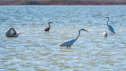Graceful water birds, white Swan and white and grey herons swimming in the lake.