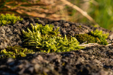 close up of a patch of green moss grew on the dent of the rock under the sun in the park