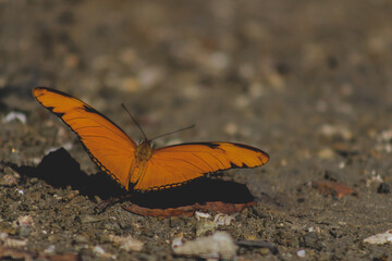 Fototapeta na wymiar Mariposa anaranjada