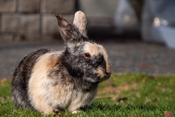 close up of a chubby rabbit with light brown and grey-coloured fur resting on the grass field on a sunny day in the park