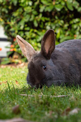 Fototapeta premium close up of one grey rabbit eating grasses in the shade near the bushes in the park