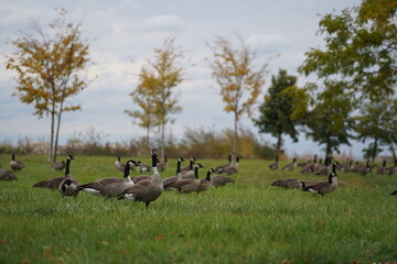 country geese in the field