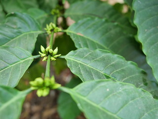 Robusta coffee flower buds on tree plant with natural green leaf in background	