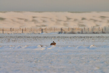 Rabbit in the middle of a meadow in winter.