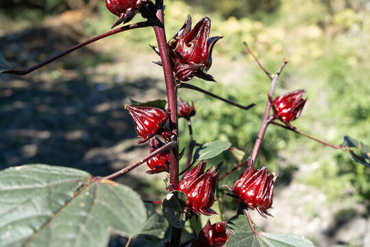 Flor De Jamaica