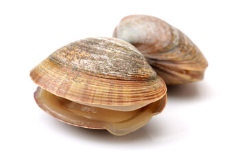 Stacked fresh raw clams on white background