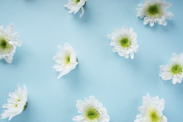 Fototapeta premium White blooming flower over bright blue background.
